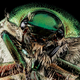 Illustration for article titled 11 Glittering Insects From the US Geological Surveys Bug Collection